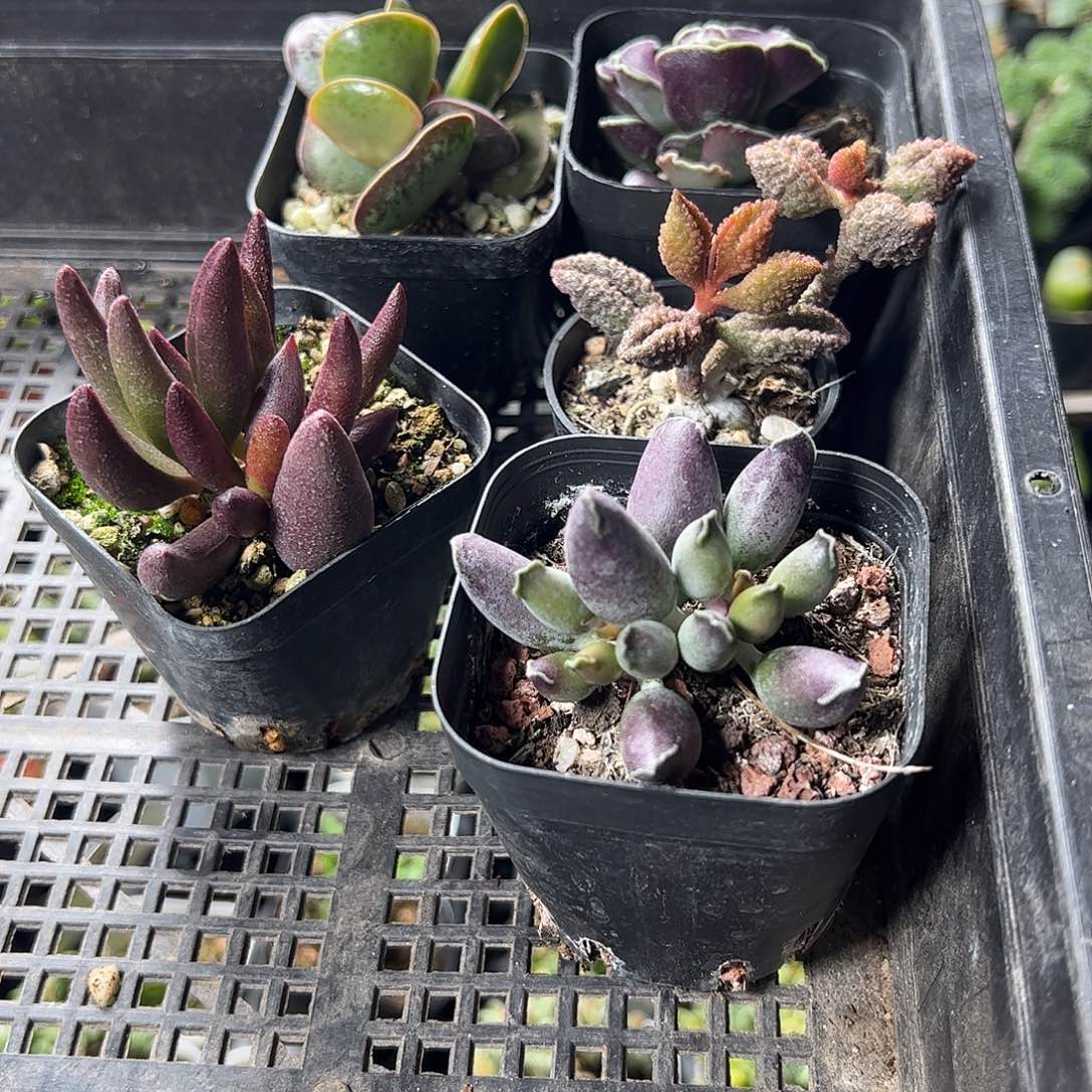 水泡套餐福利上车