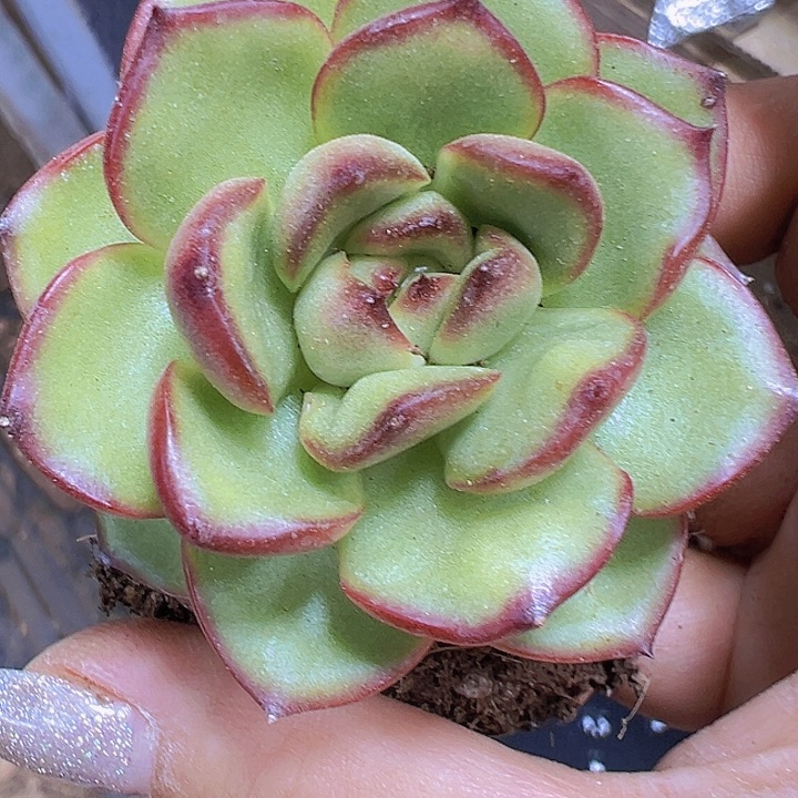 万宝龙19包邮多肉植物