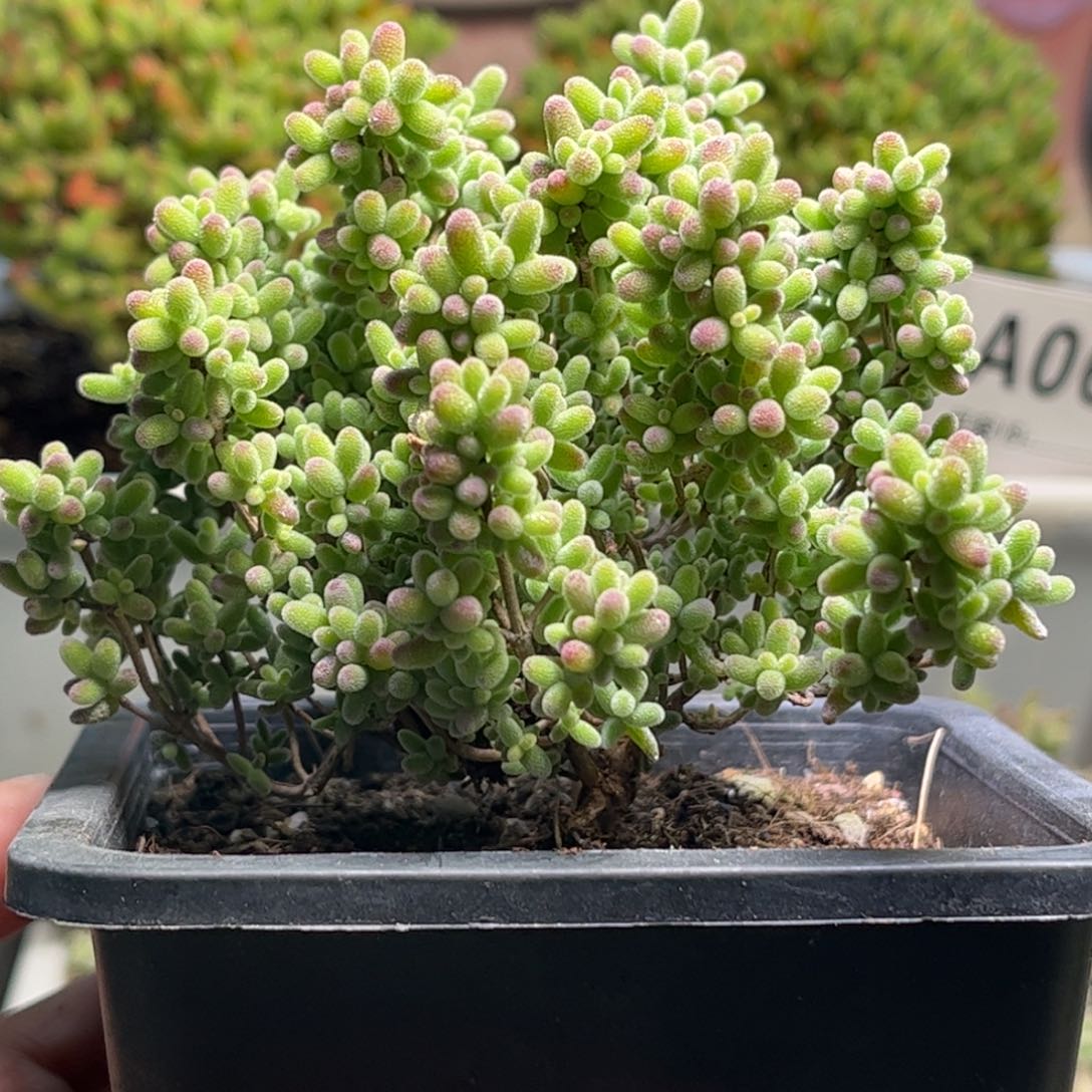 10蜜桔糖球优选枝干