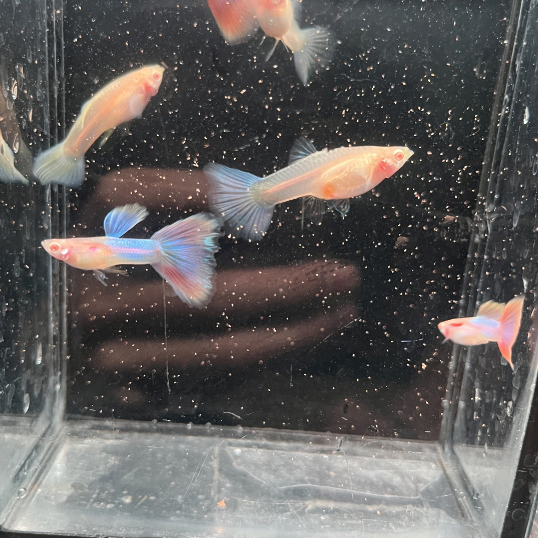 天使彩虹孔雀鱼热带观赏鱼活体淡水好养耐活胎生小型鱼