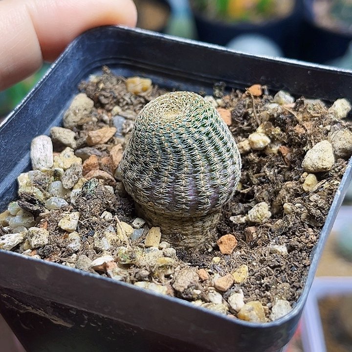 实生蘑菇头黑斜子2.3公分