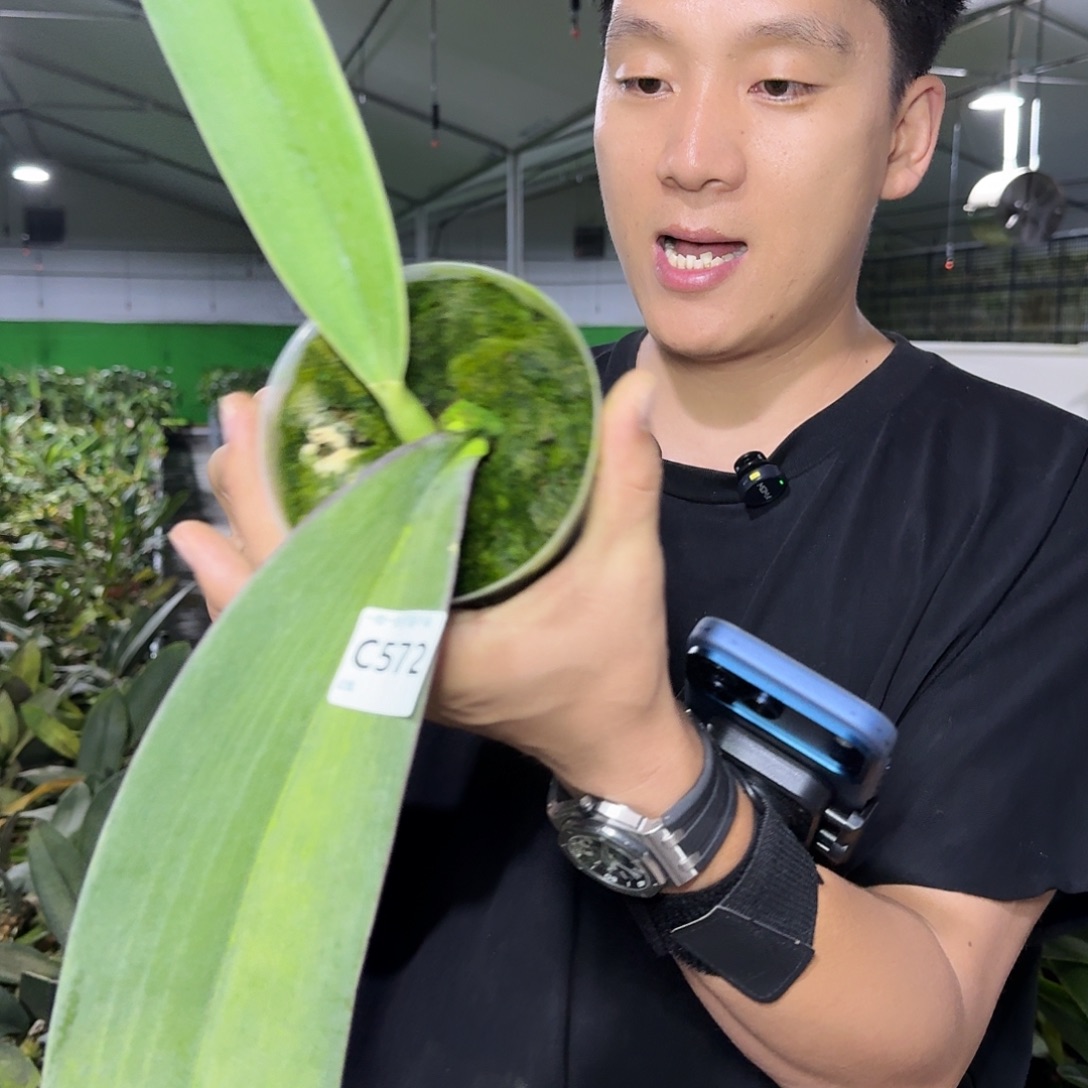 当前无花栽培后可以开花c572