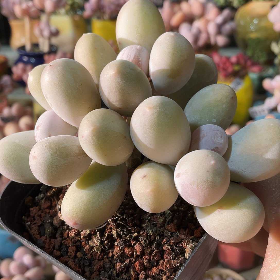 云***舒多肉植物的生长发育和生长发育等