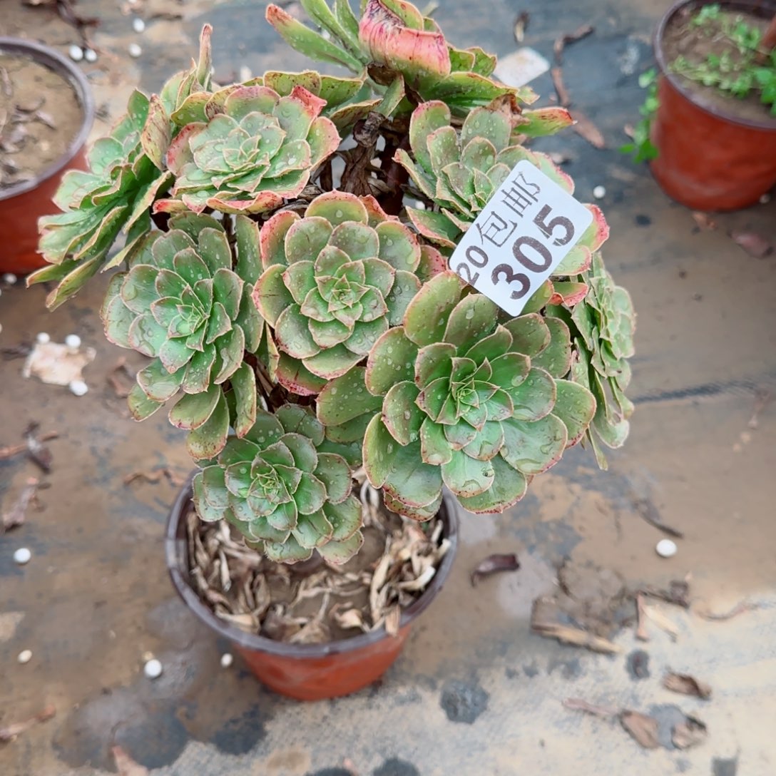 金缕305满20包邮断枝不包