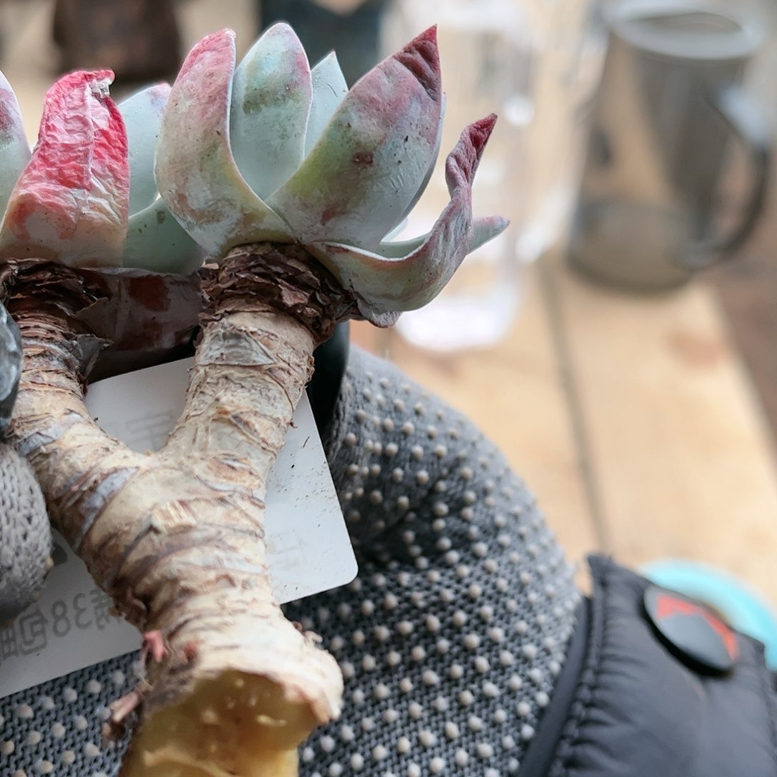 葉**葉9325瑕疵刘丹仙女杯多肉