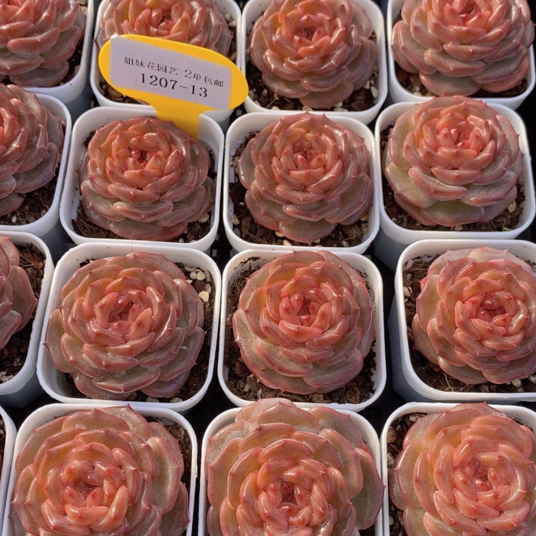 1207-13-精品秋海棠单头一个