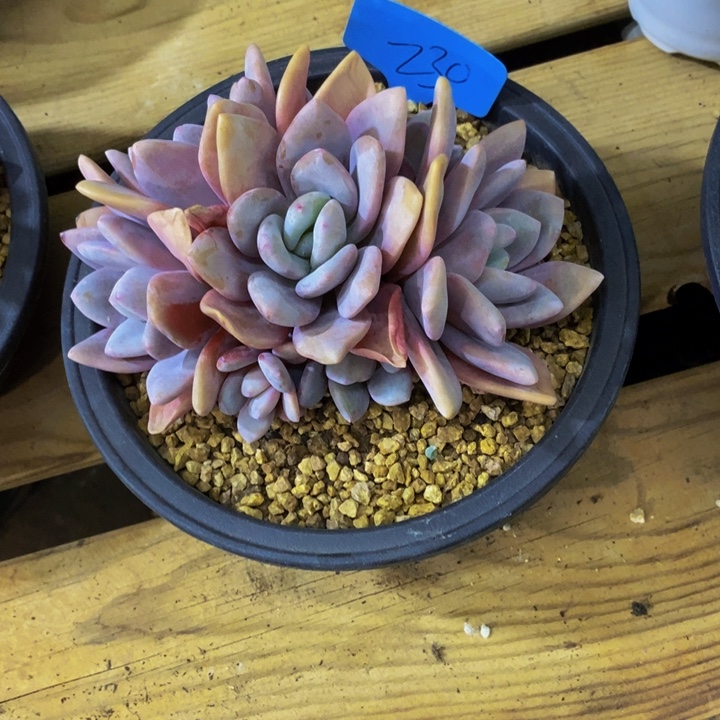 静***开这个我都看出来这一