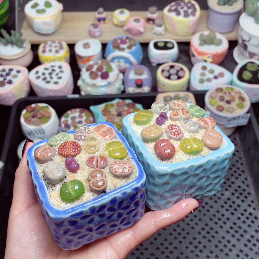 w5341 -零下地区拍保温箱-15支持寄养