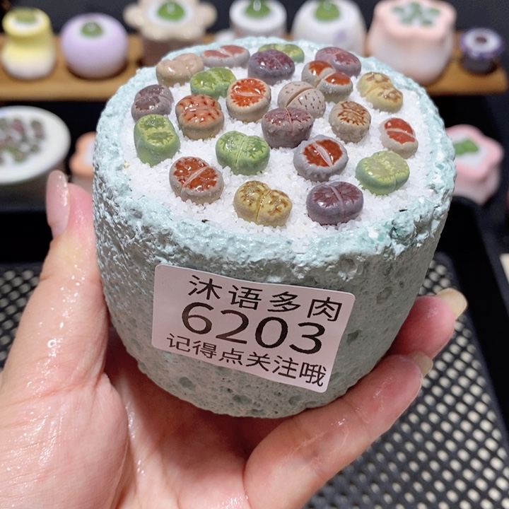 带盆土植物 一物一拍6203