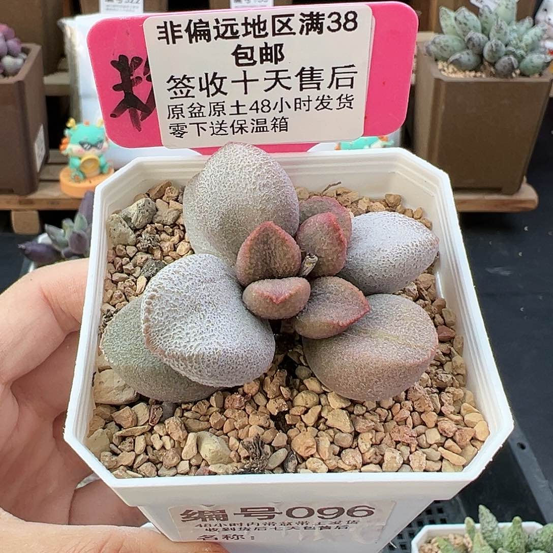 096甜心多肉植物