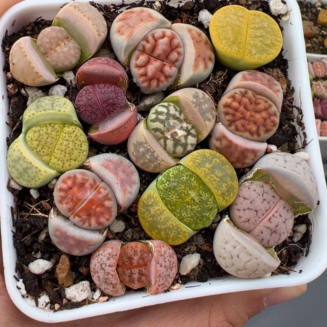 2.7好看的多肉705