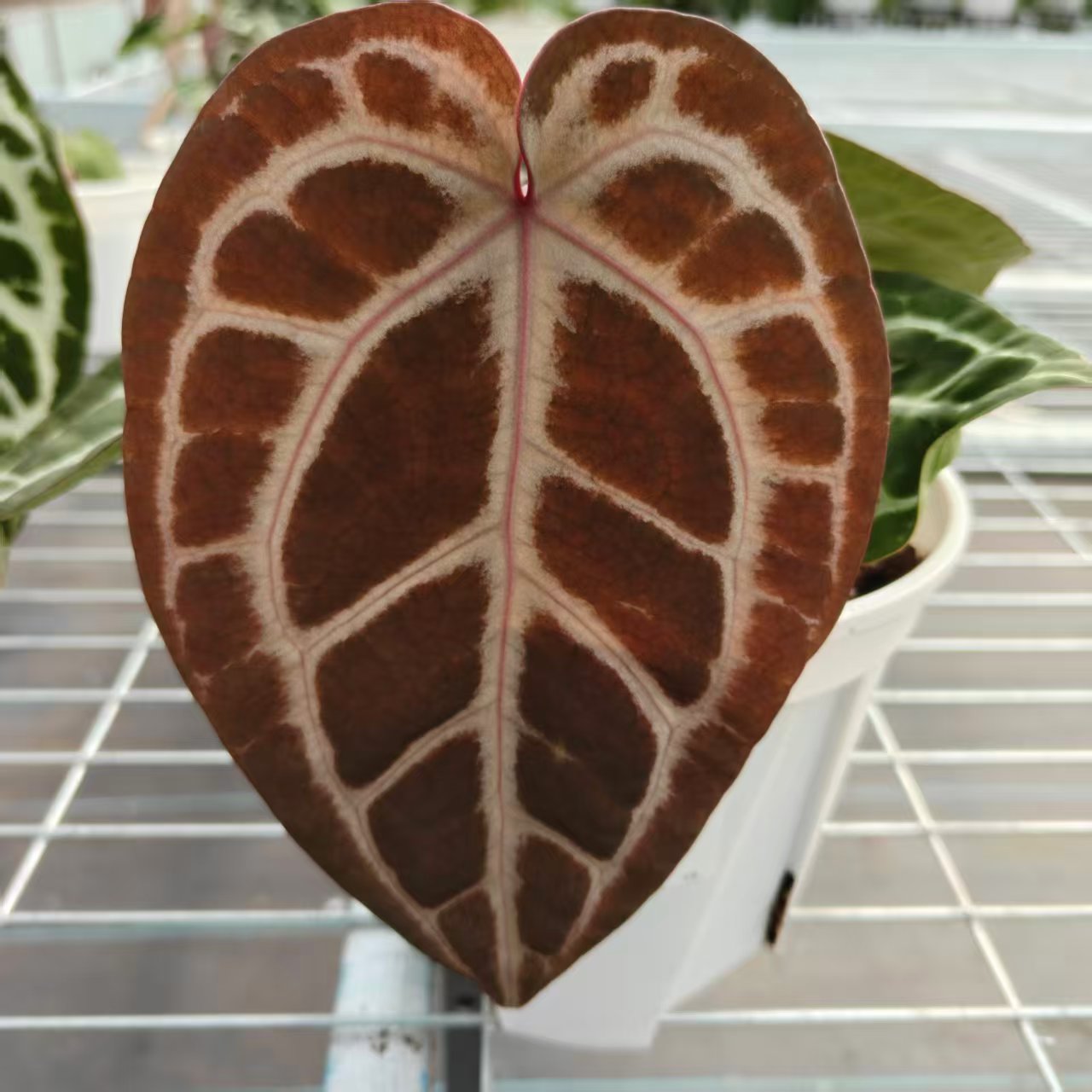 8号 Michelle自交  花烛