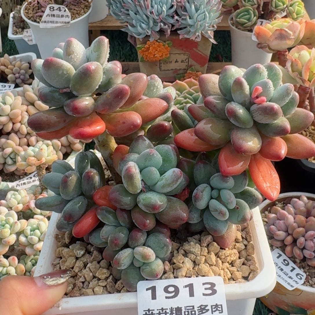 1913一物一拍（满28包邮）