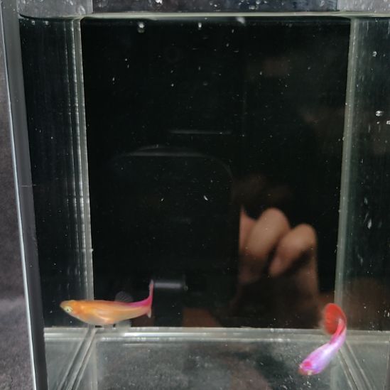 孔雀鱼夕烧，玛晶塔