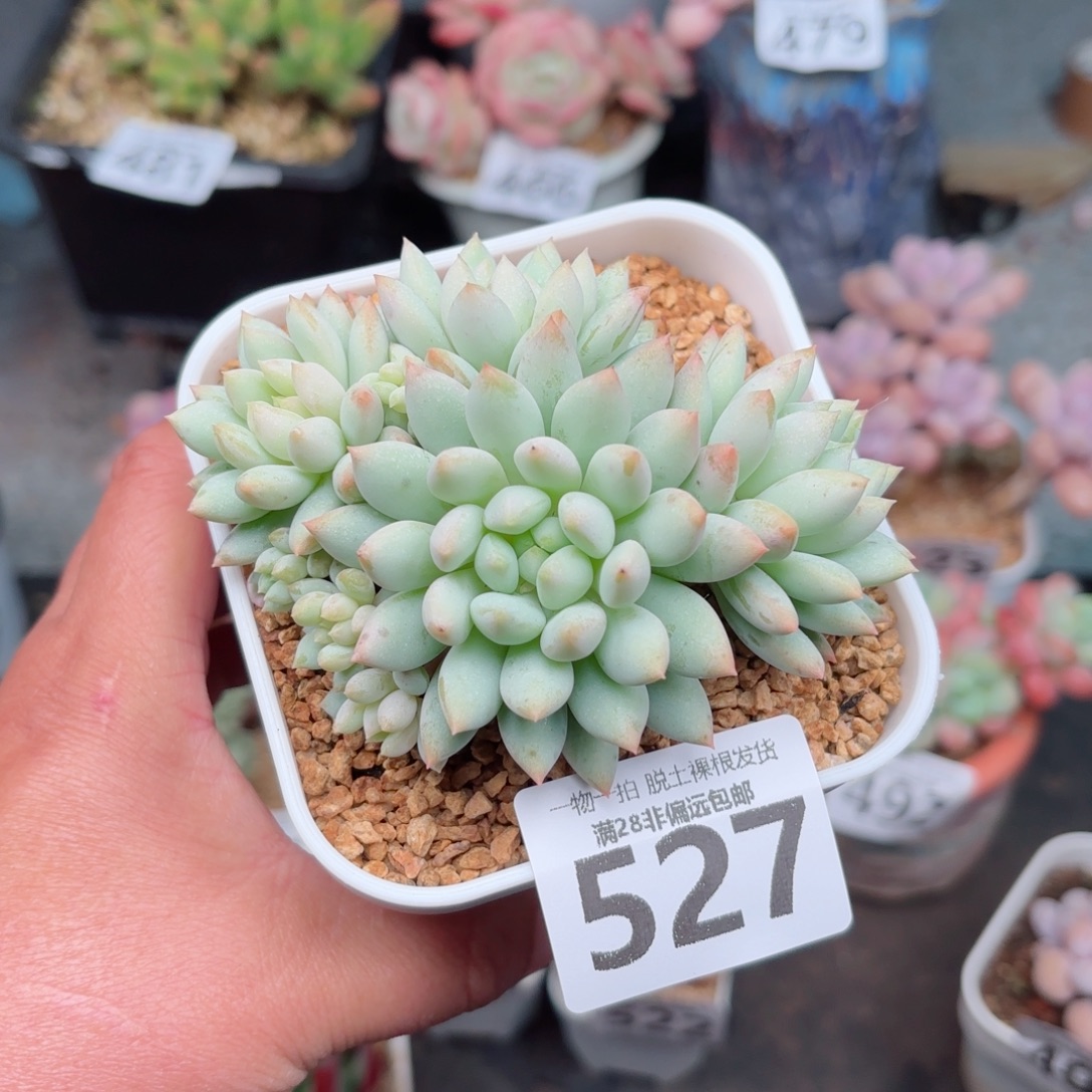 明珠多肉无盆土发货