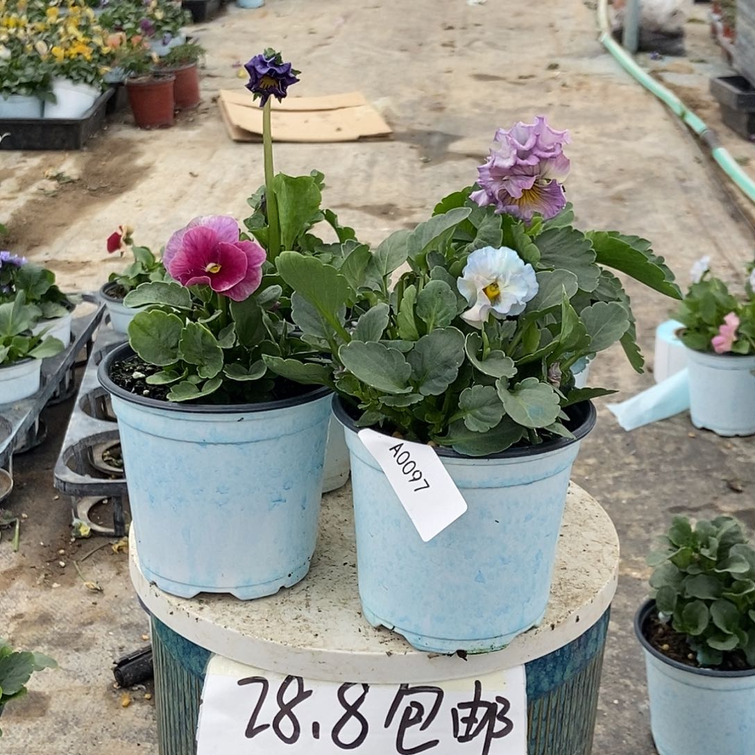 大部分花苞少量开放97