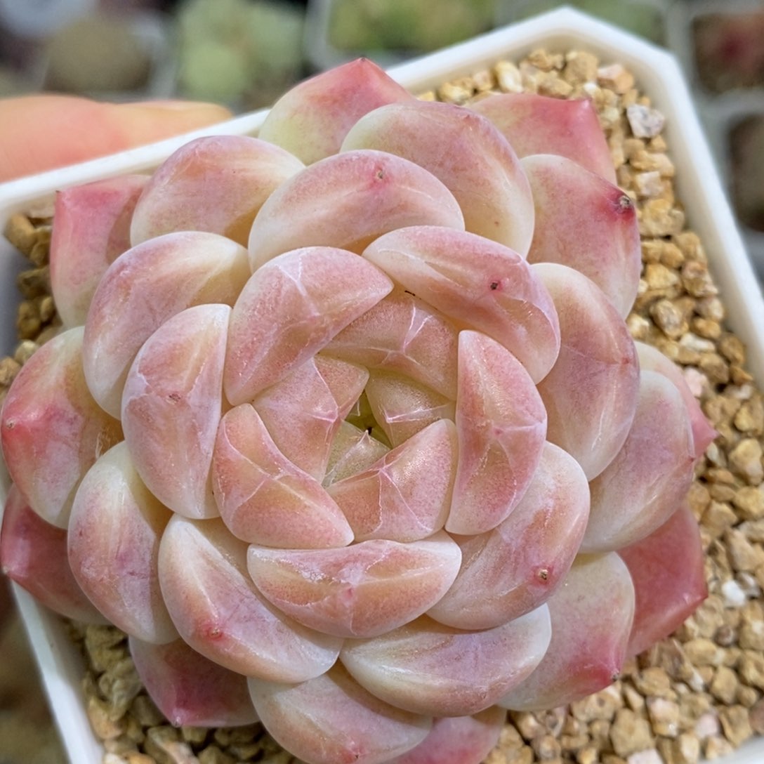236东篱下多肉植物盆栽