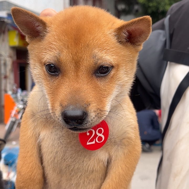 柔***吖中华田园犬小黄母