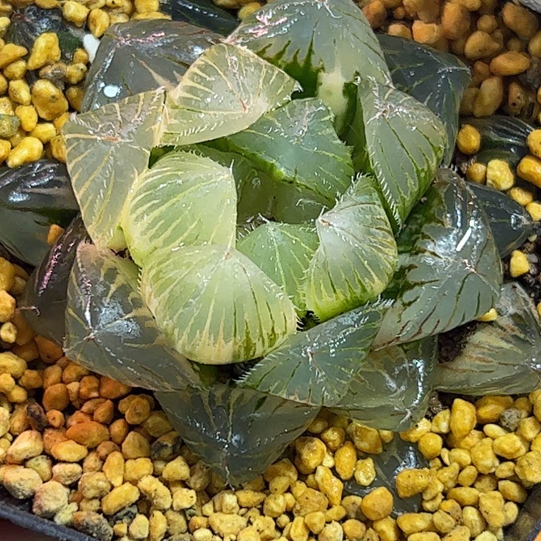 糊斑特大赤线锦十二卷