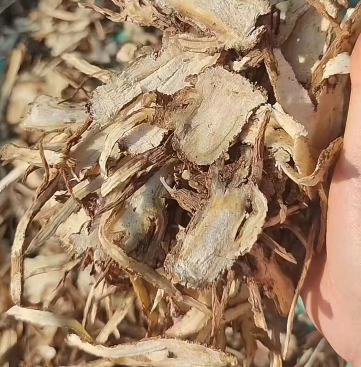 切片装甜当归发货，自然晒干无加工无熏硫