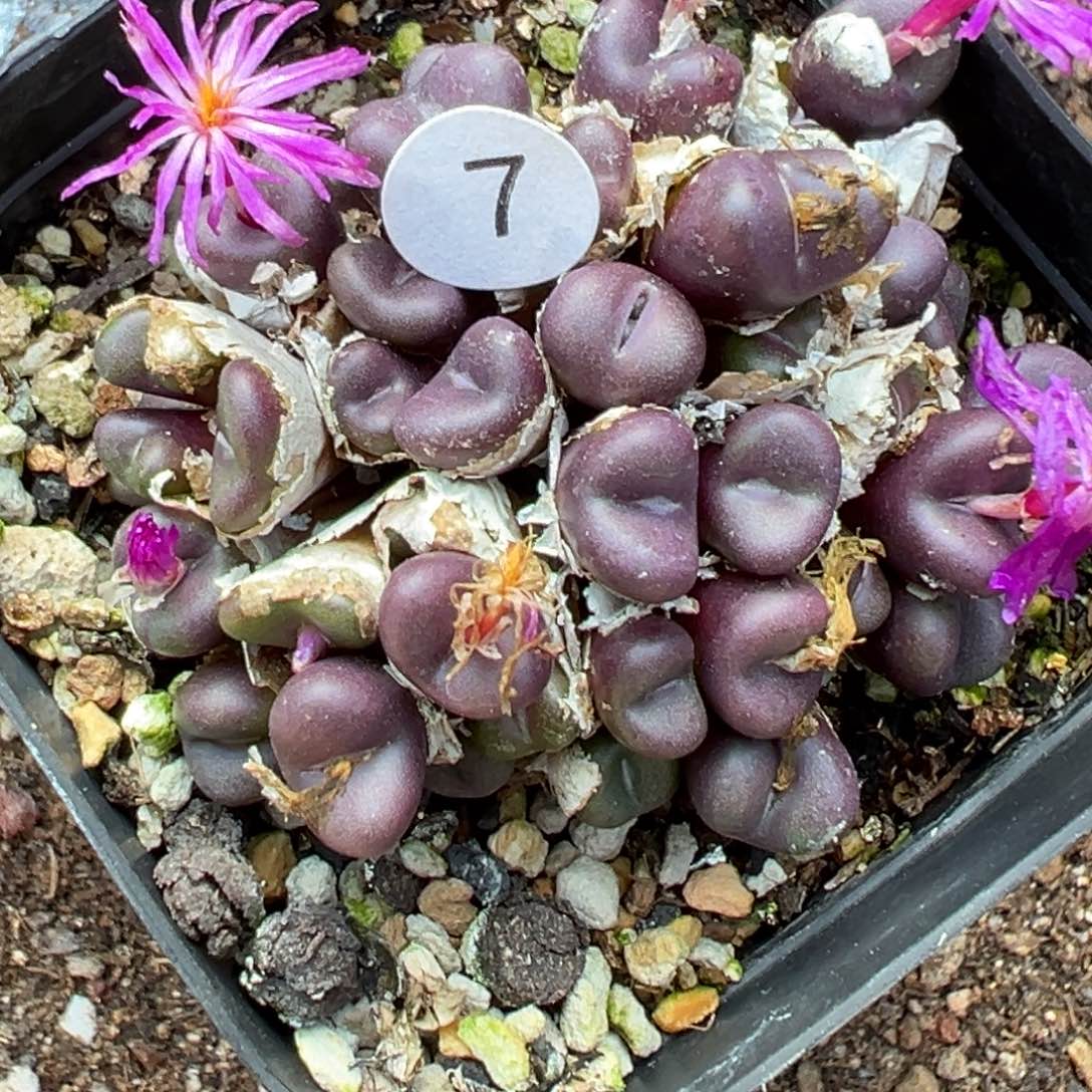 多肉植物111111111111