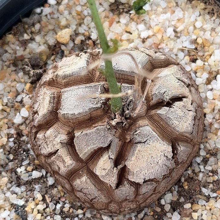 爱心款南非龟甲龙，潮流植物