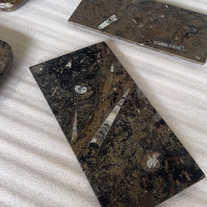 化石干泡茶盘30*20