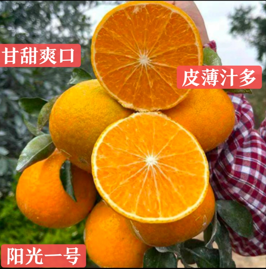 湖南怀化阳光一号桔柚新品橙子皮薄肉嫩多汁清甜新鲜采摘产地直发