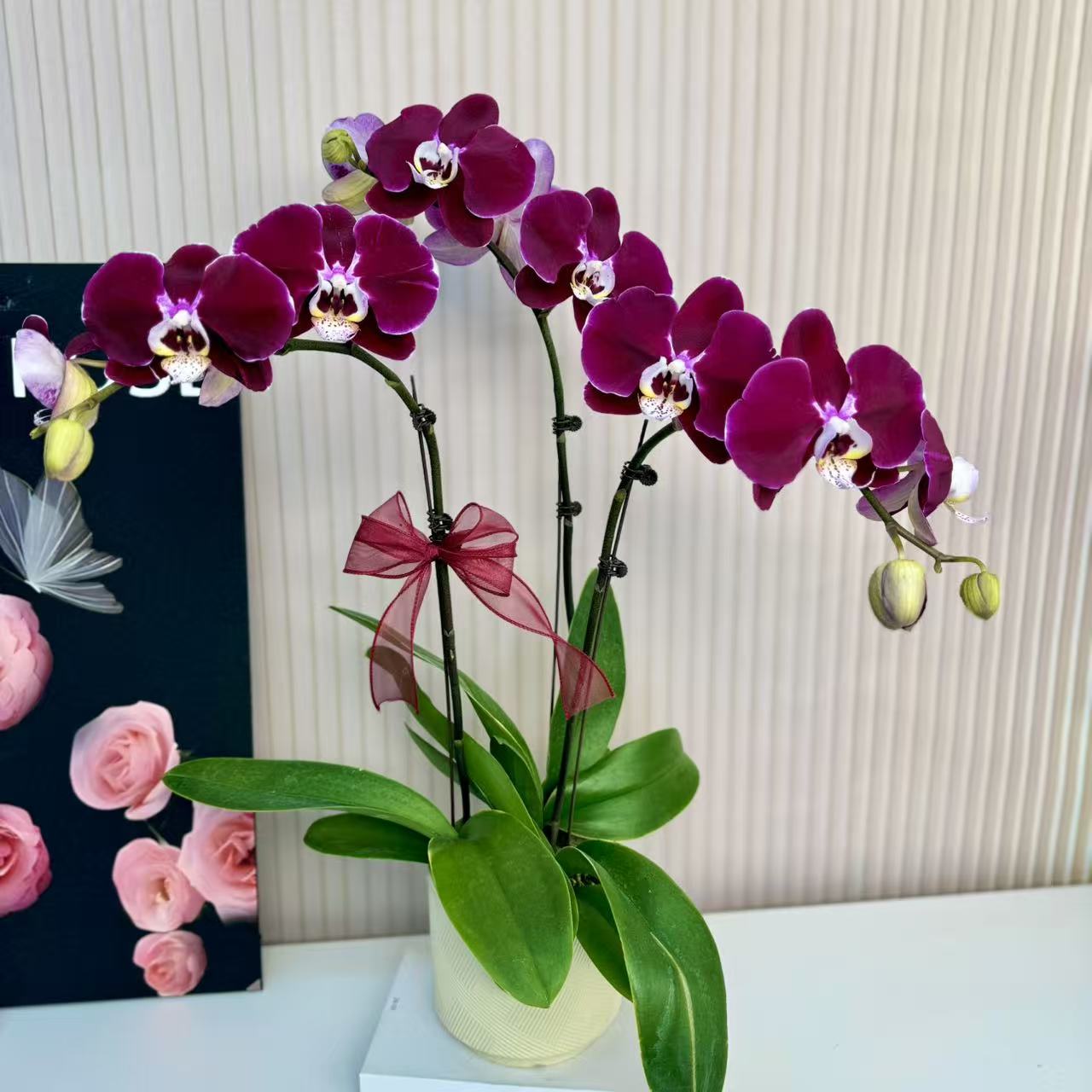 蝴蝶兰【幻影】室内花卉花期长好养活带花剑绿植盆栽