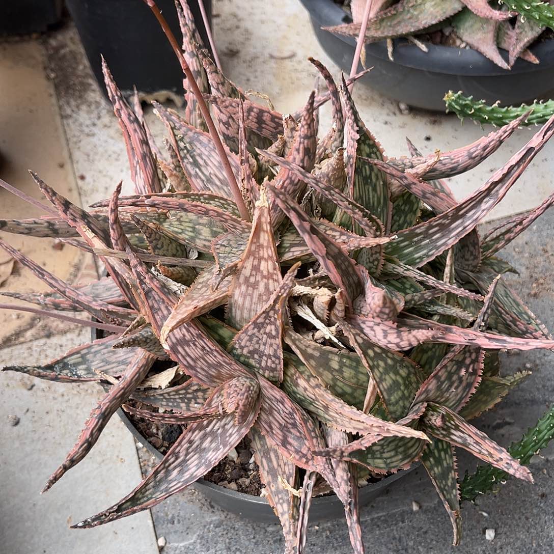 圣诞芦荟大群一物一拍