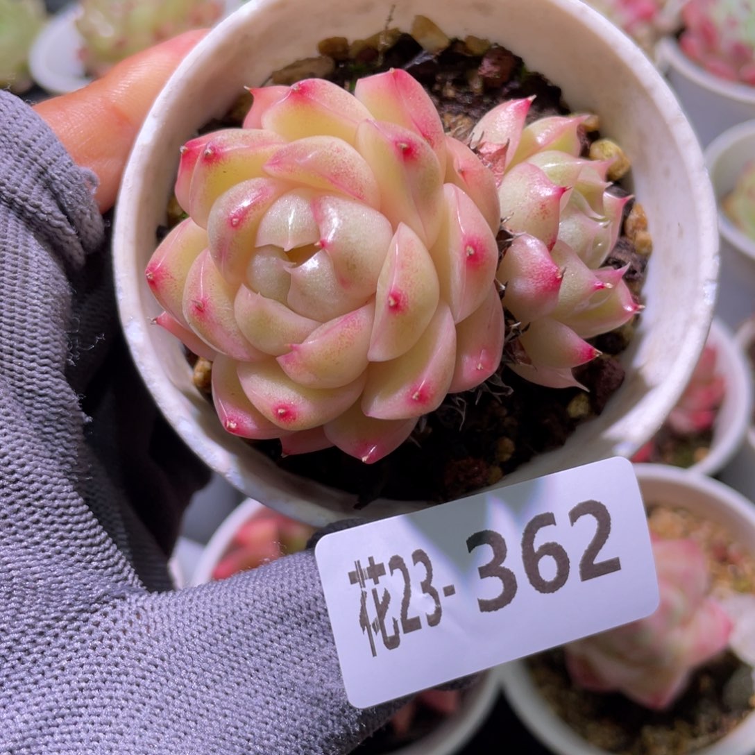 花利美23-362麦秆