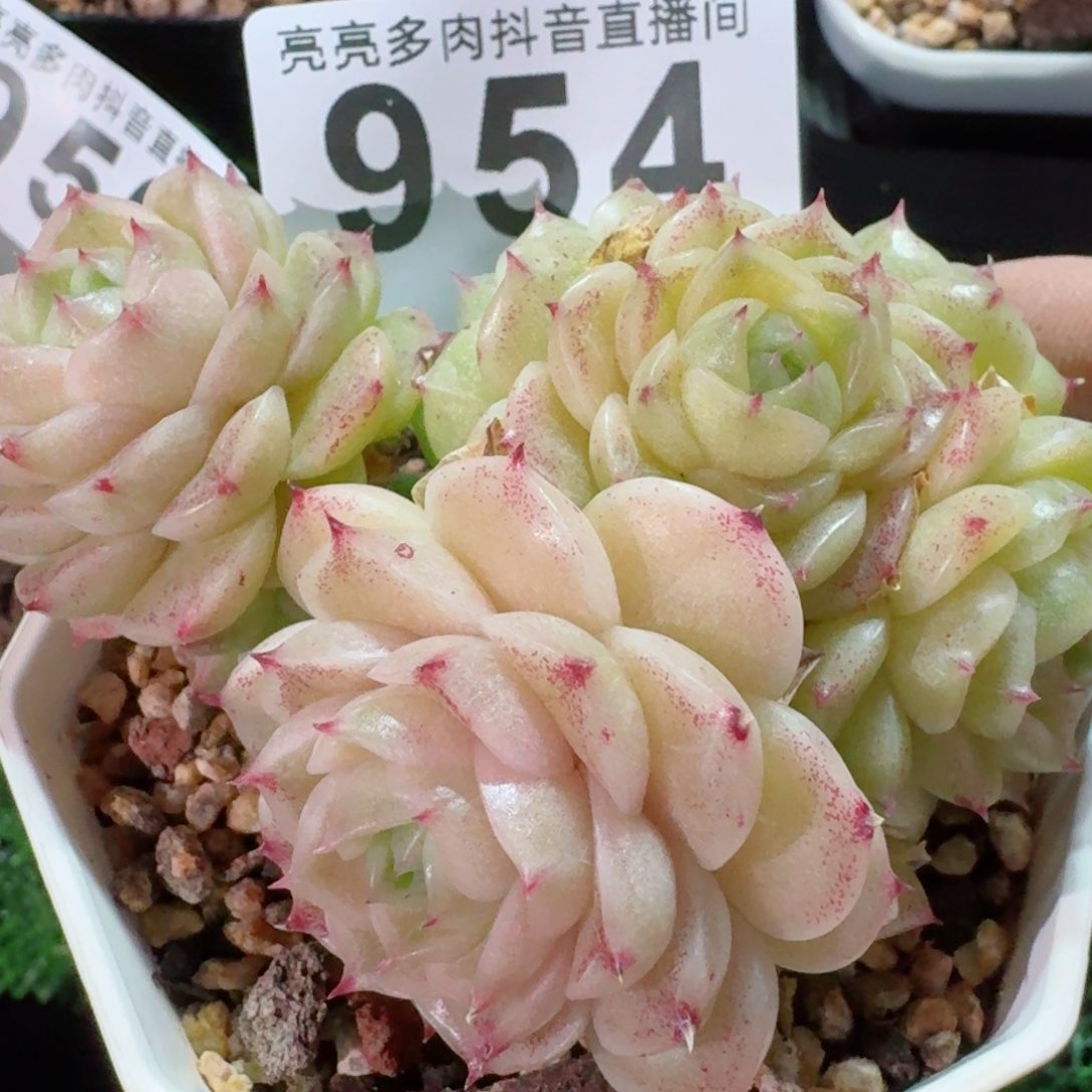 麦秆群生         精品多肉