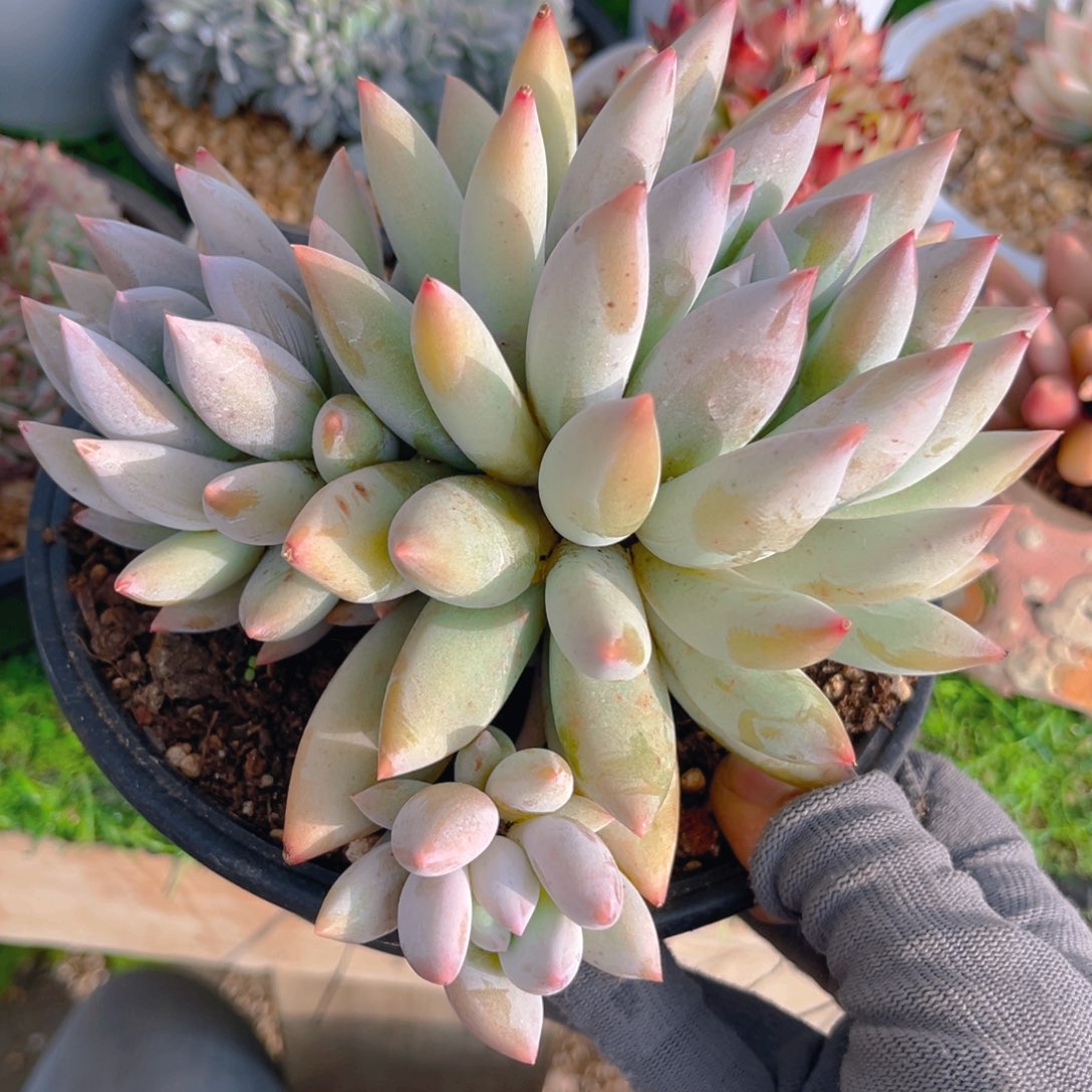 所罗门88888888888