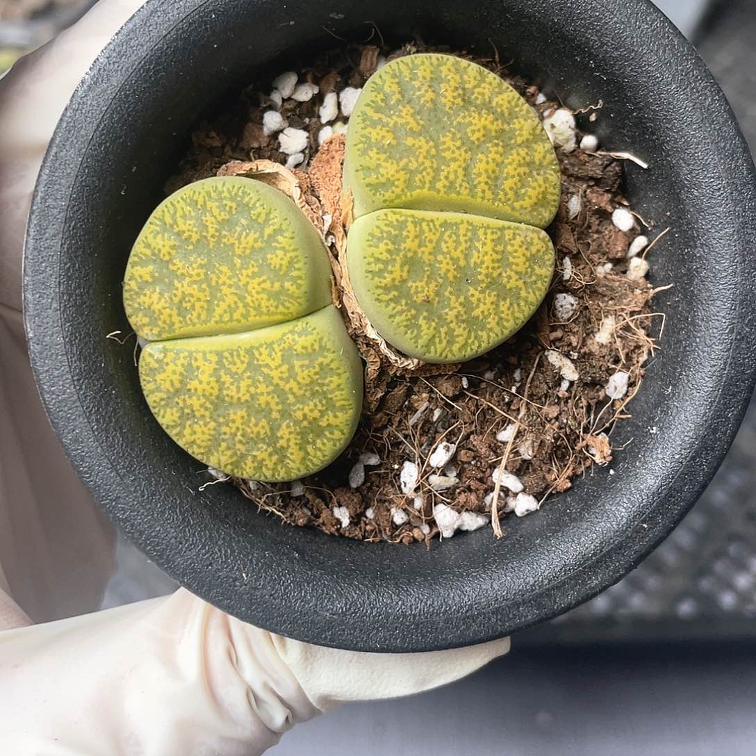 3465大棚清仓甩卖了