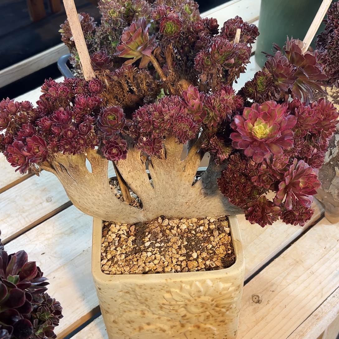水墨画老桩全朵朵瑕疵