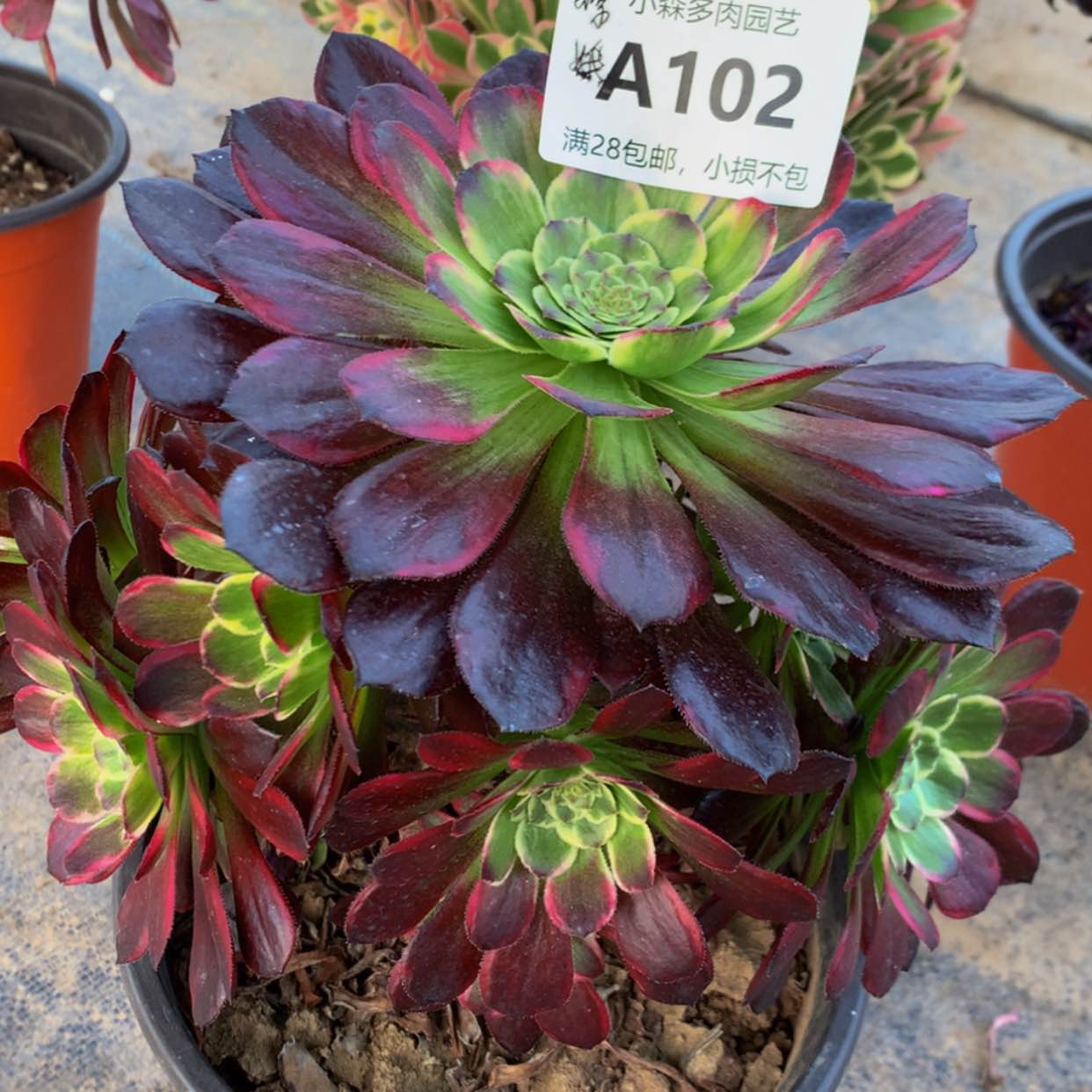 【闪购商品】102嫦娥多肉