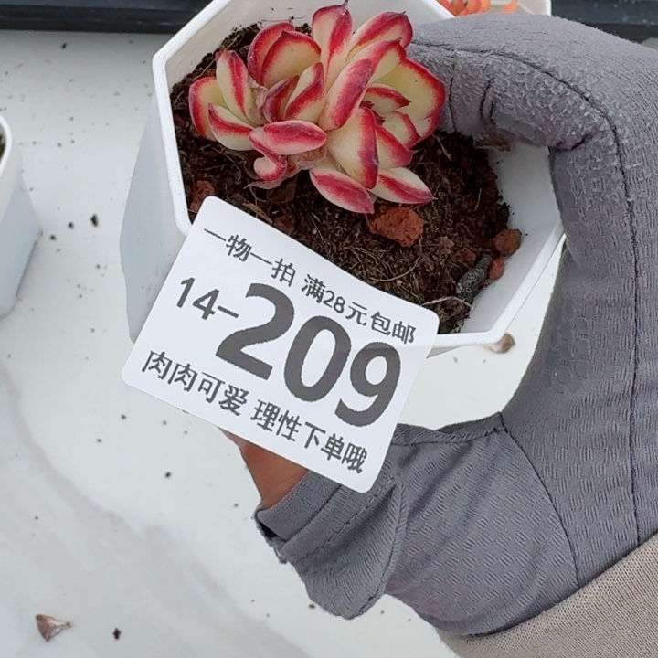 肉酱玫瑰多肉多肉多肉多肉