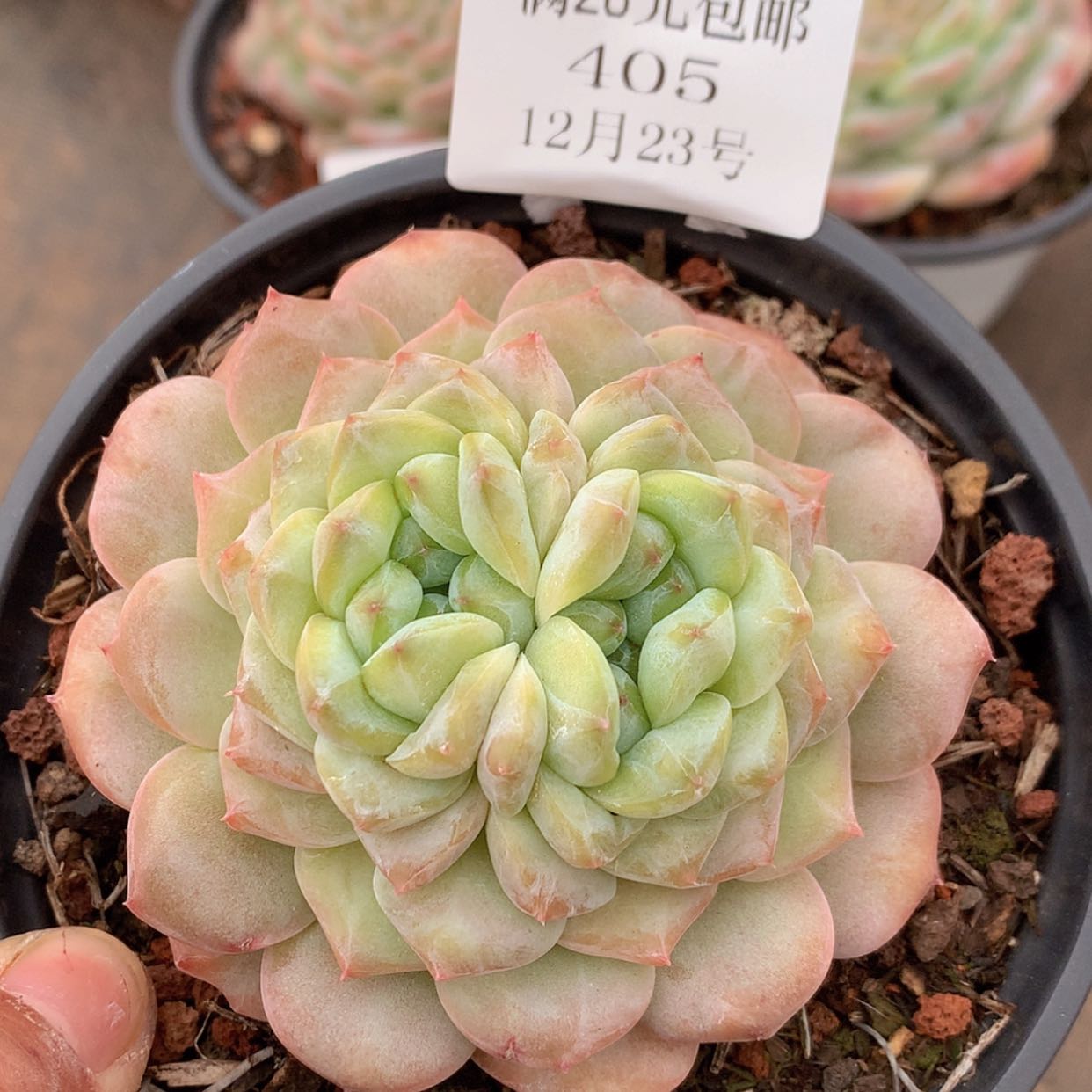 【闪购商品】云405