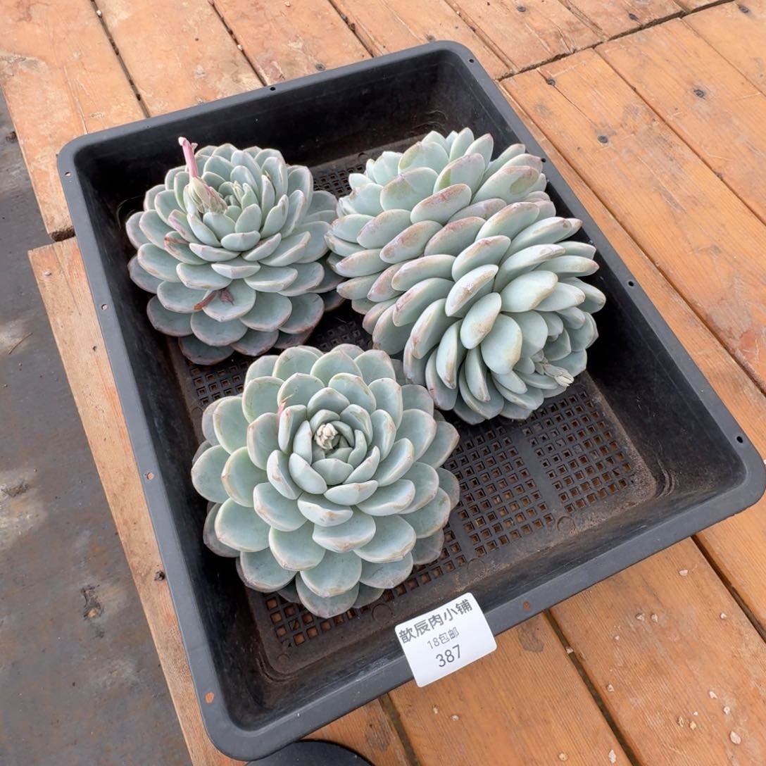 自*人多肉植物冰玉一筐387