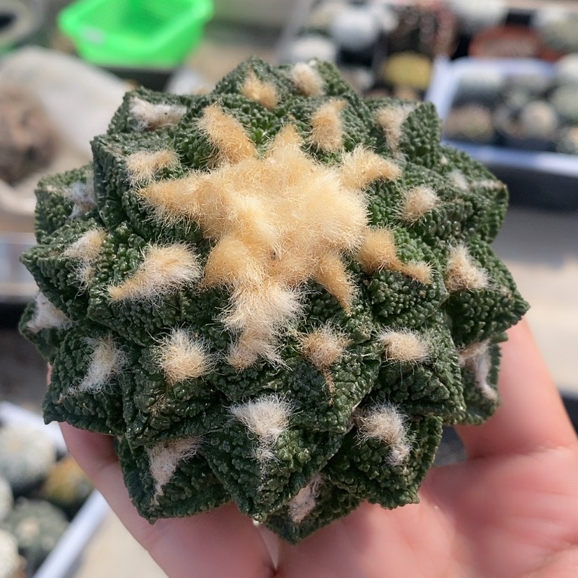 【闪购商品】自根萝卜根