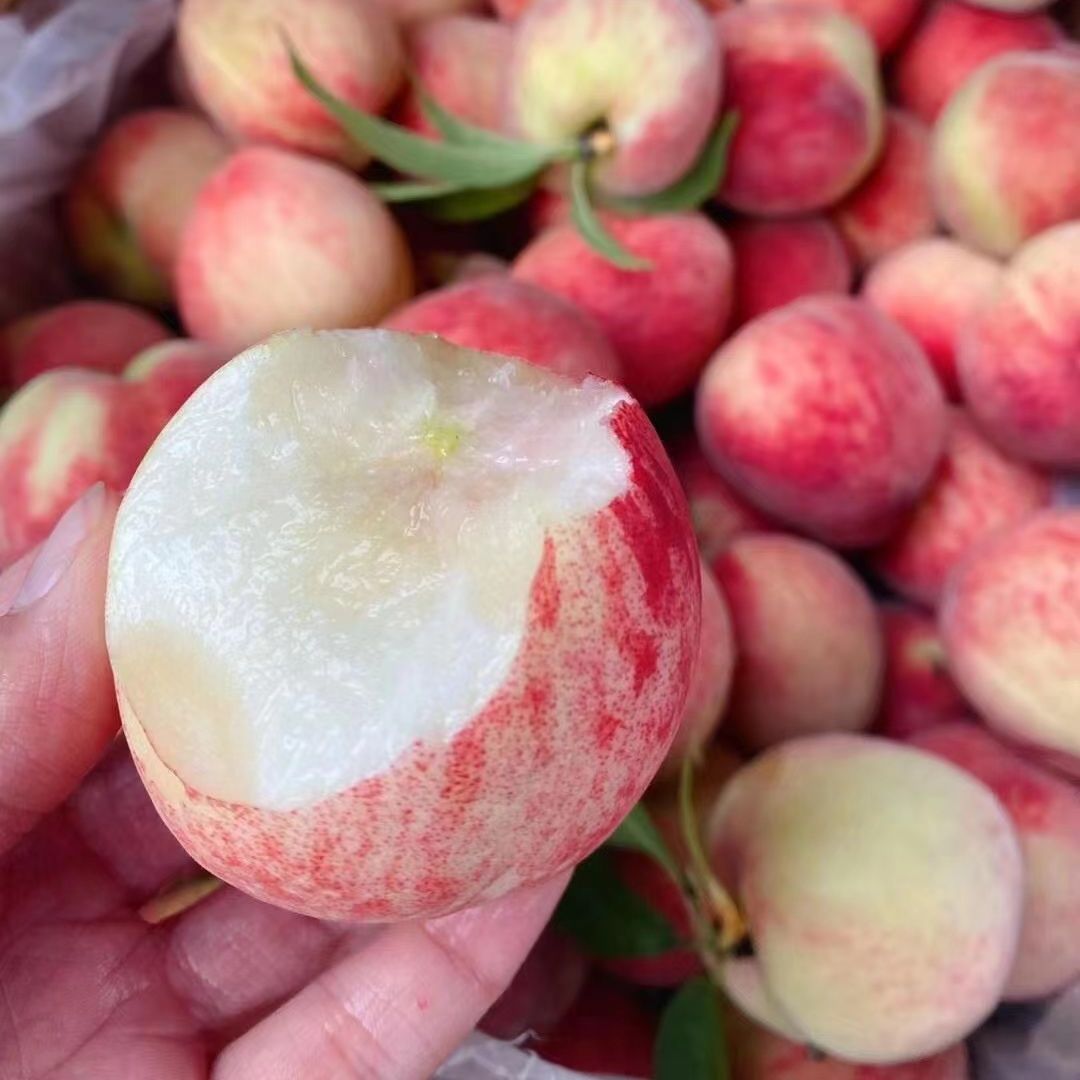 【次日达】新鲜现摘重庆老品种高山红玉甜脆桃水果桃子硬吃脆甜软吃香甜爆汁2斤3斤5斤包邮重庆市