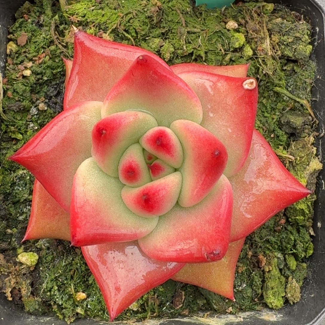 从前慢花园多肉编号1228-13