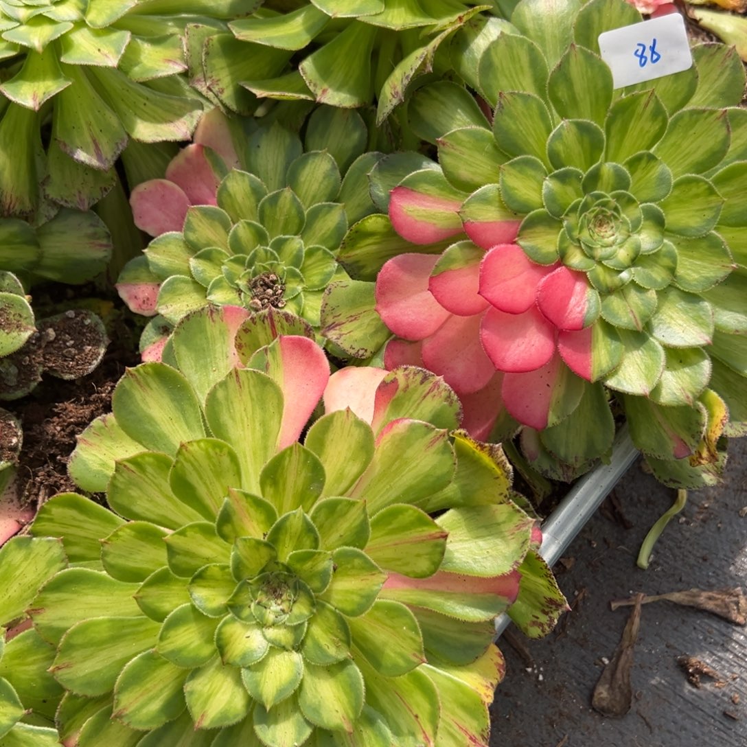 88黄知否4颗20多肉系