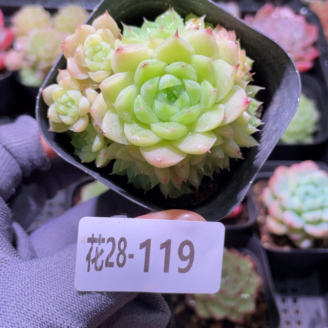 花利美28-119麦秆群
