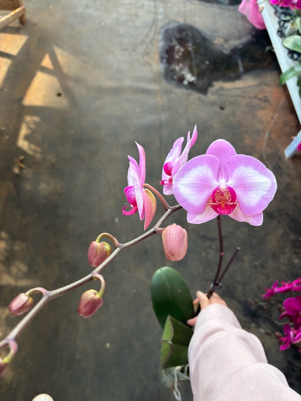 蝴蝶兰———(淑女)(任意两颗包邮只拍一颗发苗)