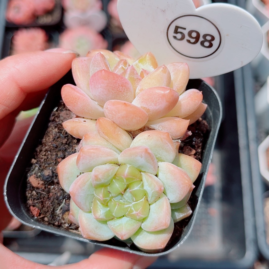 风靡园艺糖心双头