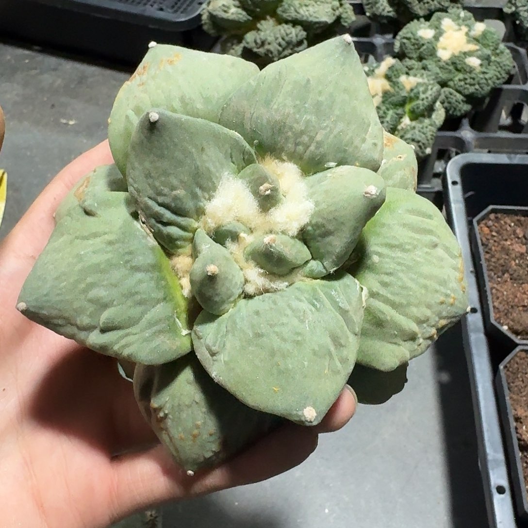 锐***仔357号仙人球牡丹无根