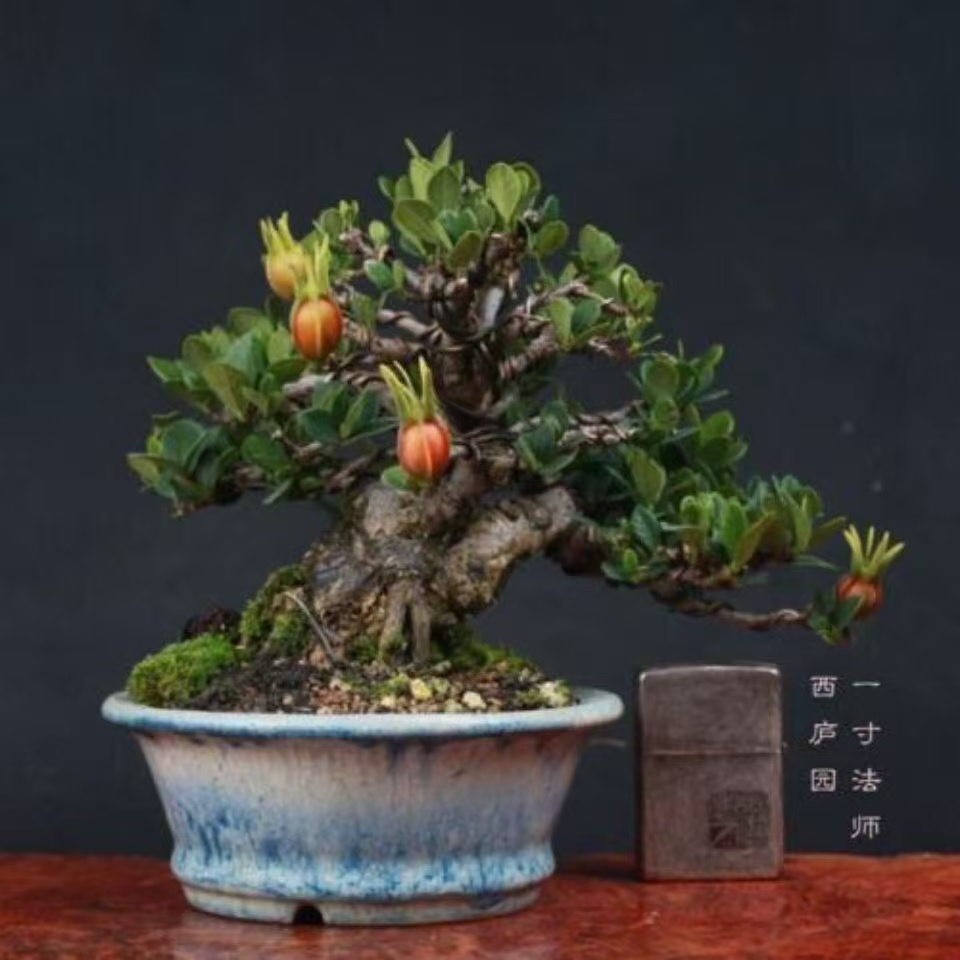 海岛栀子花开花结果水杨梅水横栀  绿植 掌中宝桌摆茶几花卉