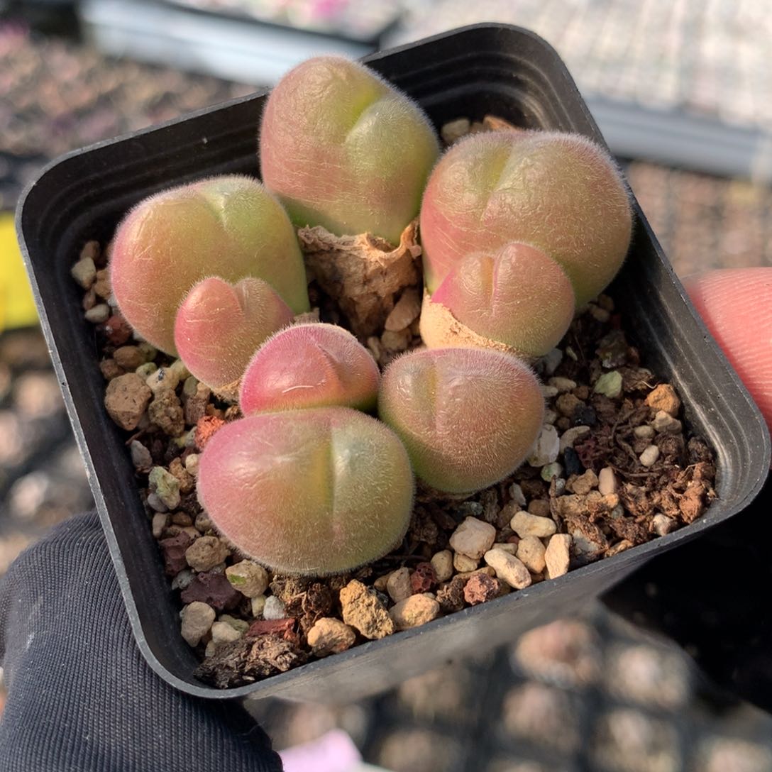 a558毛翠滴母本一颗