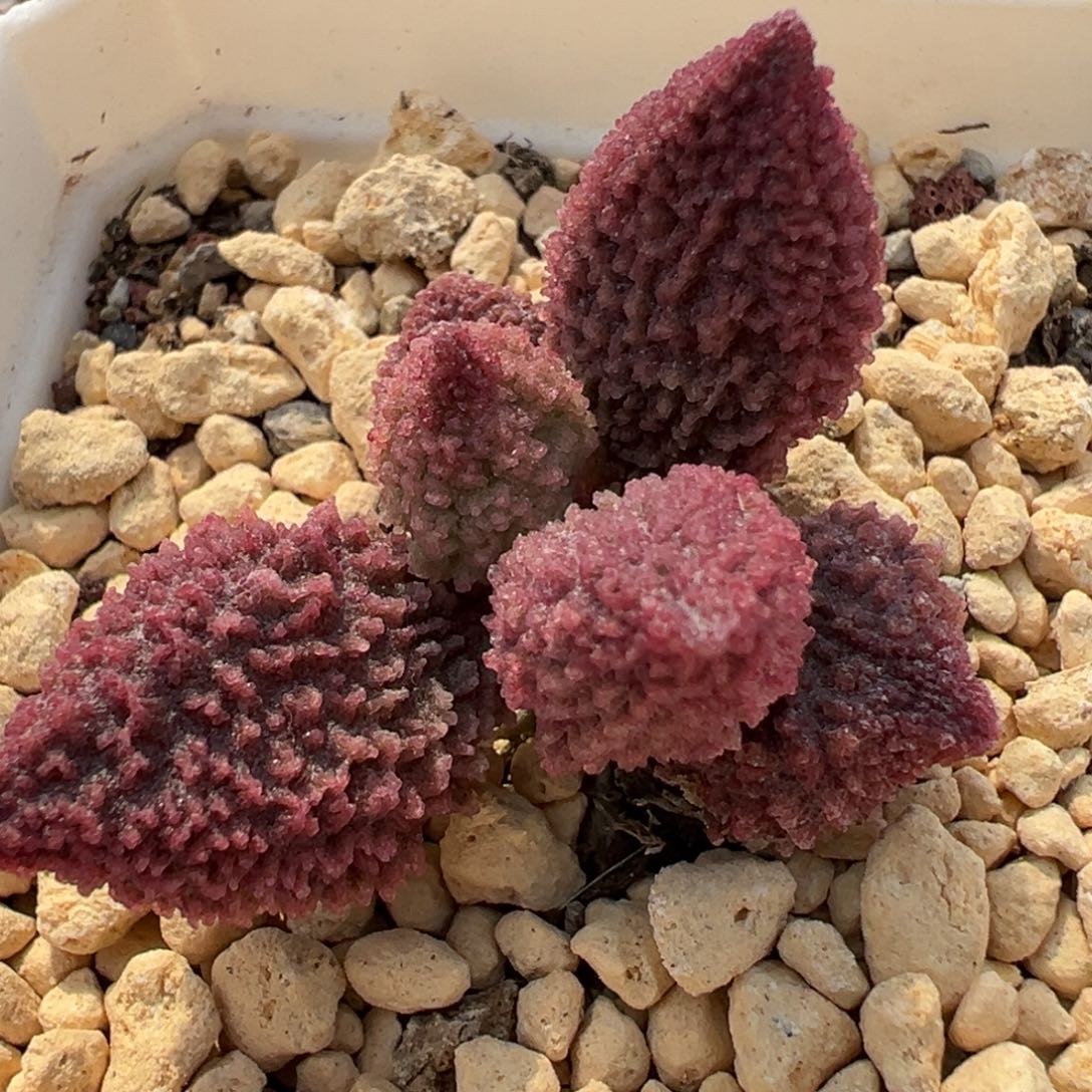 实生新品多肉植物水泡红色系